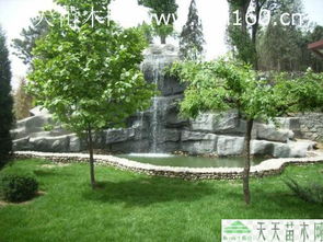 綠化苗木工程案例解析 綠色生態(tài)建設(shè)的實踐與啟示